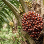Oil palm fruit growing on a palm tree