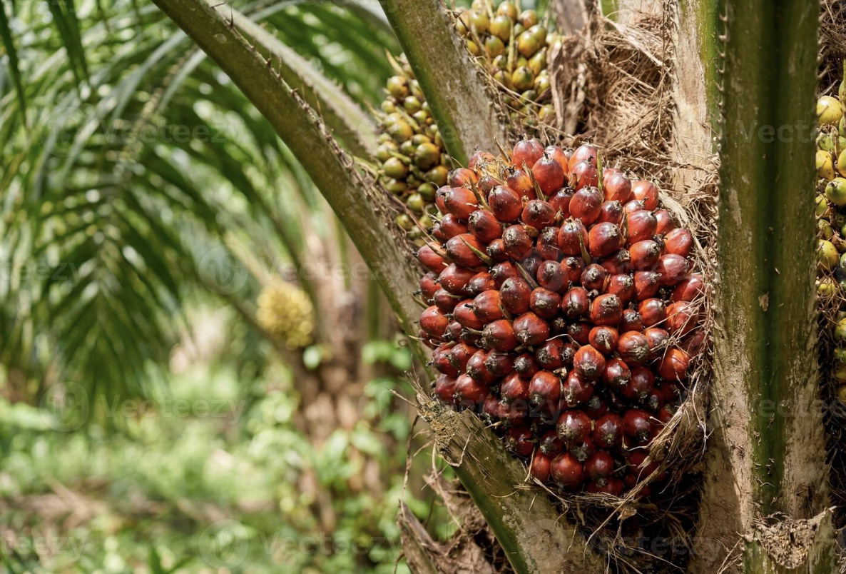 Oil palm fruit growing on a palm tree