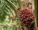 Oil palm fruit growing on a palm tree