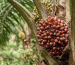 Oil palm fruit growing on a palm tree